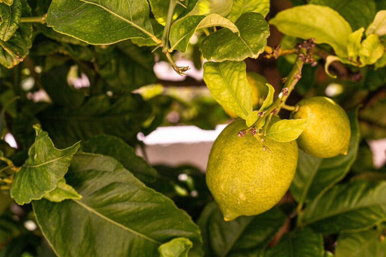 Lemon Tree Apartment Praia Da Luz Exterior photo